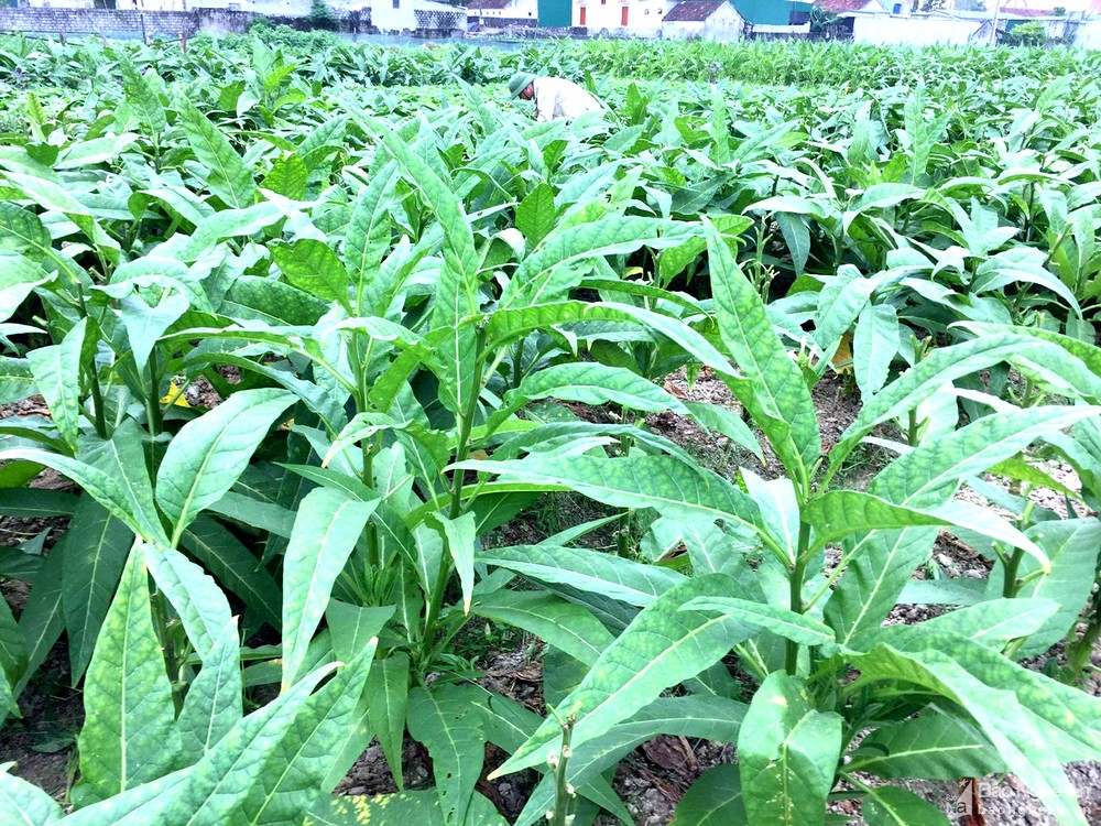 Cây thuốc lào có tên gọi khoa học là Nicotiana rustica được trồng nhiều ở khu vực đồng bằng và trung du Bắc Bộ