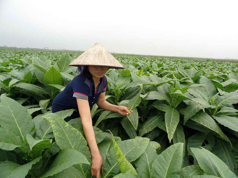 Cây thuốc lào đem lại thu nhập cho những người dân tại nơi đây