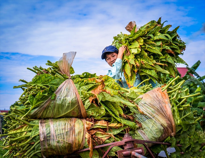 Hình ảnh người dân thu hoặc thuốc lào