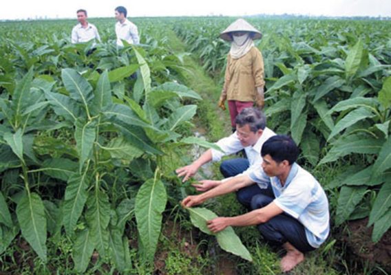 Cây thuốc lào có tên gọi khoa học là Nicotiana rustica được trồng nhiều ở khu vực đồng bằng và trung du Bắc Bộ